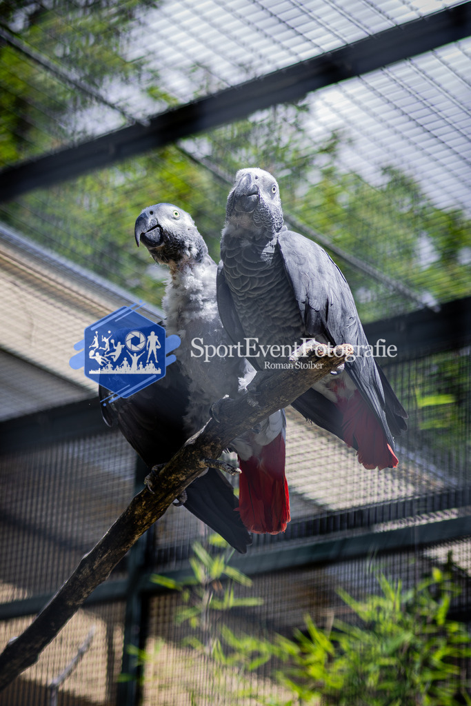 IMAG7946 | SportEventFotografie - Roman Stoiber