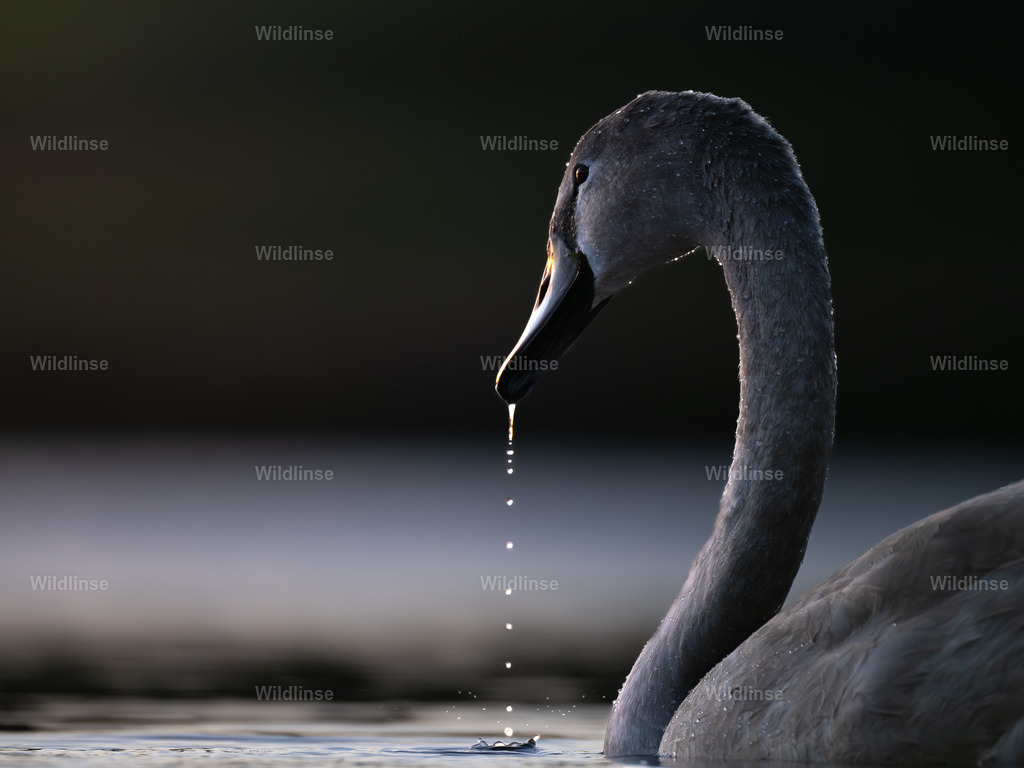 Wildlinse-251019-1 | Willkommen bei Wildlinse. Wildtierfotografien aus Schleswig-Holstein: Entdecke einzigartige Fine-Art-Prints und Poster, die Ruhe, Wildnis und die Schönheit unserer heimischen Tierwelt in dein Zuhause bringen. - Realisiert mit Pictrs.com