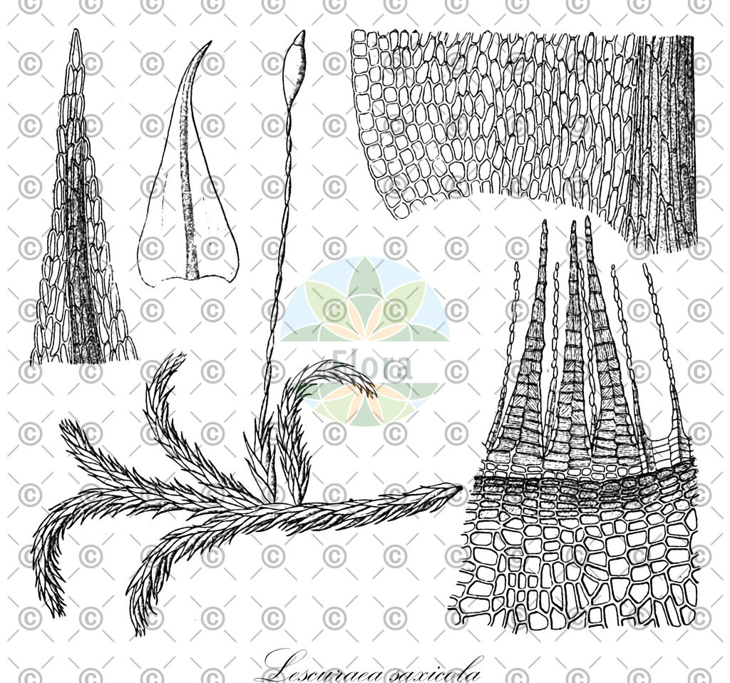 HistAbb_wfo-0001163128_1_ENZY_Simple | Historische Abbildung von Lescuraea saxicola - Pseudoleskeaceae | Historical Illustration of Lescuraea saxicola - Pseudoleskeaceae