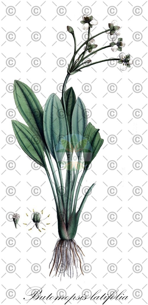 HistAbb_EMP_35620_SRC_Schlechtendal_FLORAD_SIMPLE | Historische Abbildung von Butomopsis latifolia - Alismataceae | Historical Illustration of Butomopsis latifolia - Alismataceae