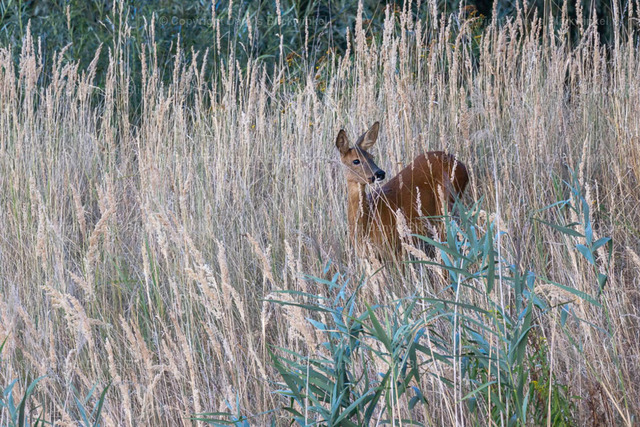 202230 | Tierfotografie, Tierkalender, Tierbilder, Insekten, Spinnen, Vögel, Schmetterling, Libellen, Leinwand, Colorkey, Qualität, Geschenkartikel, Geschenk - Realisiert mit Pictrs.com