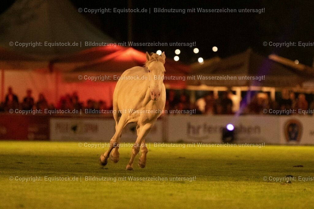 20230526_Pferdenacht_1466 | equistock