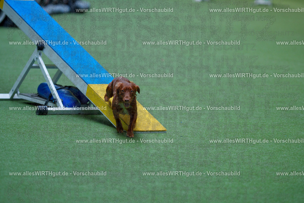 @allesWIRTHgut_Tierfotografie - www.allesWIRTHgut.de - 2604251359-7R504505 | Professionelle Tierfotografie in Mönchengladbach von Daniel Wirth (allesWIRTHgut). Liebevolle & natürliche Bilder von Hunden & Katzen für unvergessliche Erinnerungen.