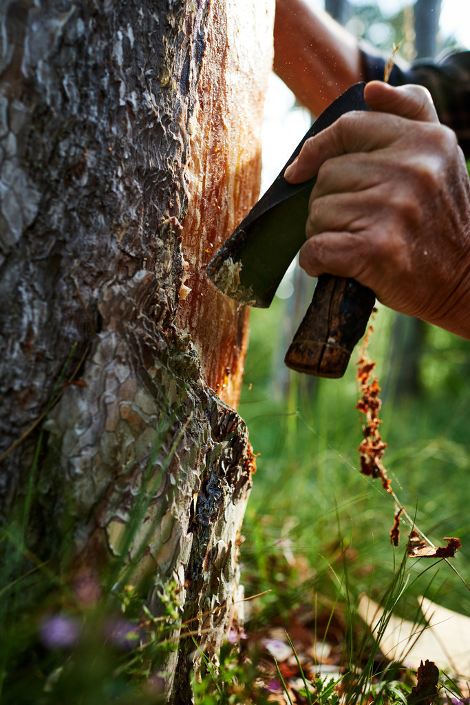 Pecher Gerhold Wöhrer | Matzendorf-Hölles, Austria - July 04, 2019: Pecherpfad in Hölles mit Pecher Gerhold Wöhrer; Bearbeitung des Baumes mit einer Dexel. - Realisiert mit Pictrs.com