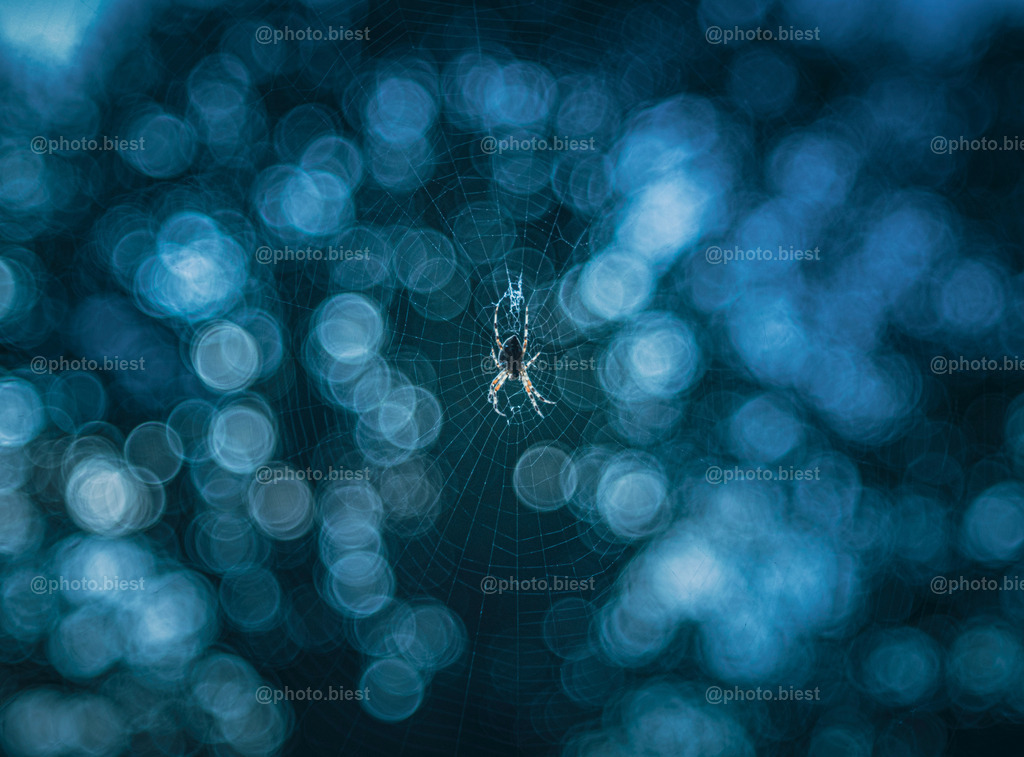 Spider & Bubbles | Eine Spinne vorm Fenster und eine Hecke im Hintergrund. - Realisiert mit Pictrs.com