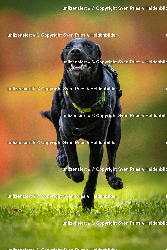 Sven Pries | 2025-09-21 - Hunderennen Baden-Oos - Realisiert mit Pictrs.com