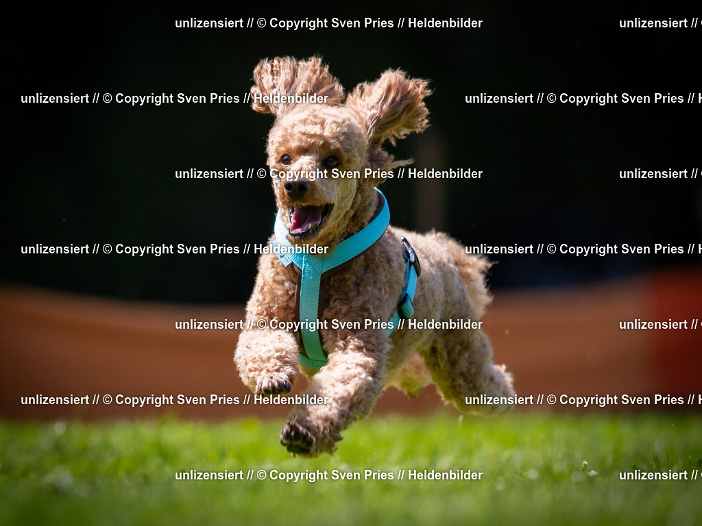 Sven Pries | 2025-08-10 - Hunderennen Durlach - Realisiert mit Pictrs.com