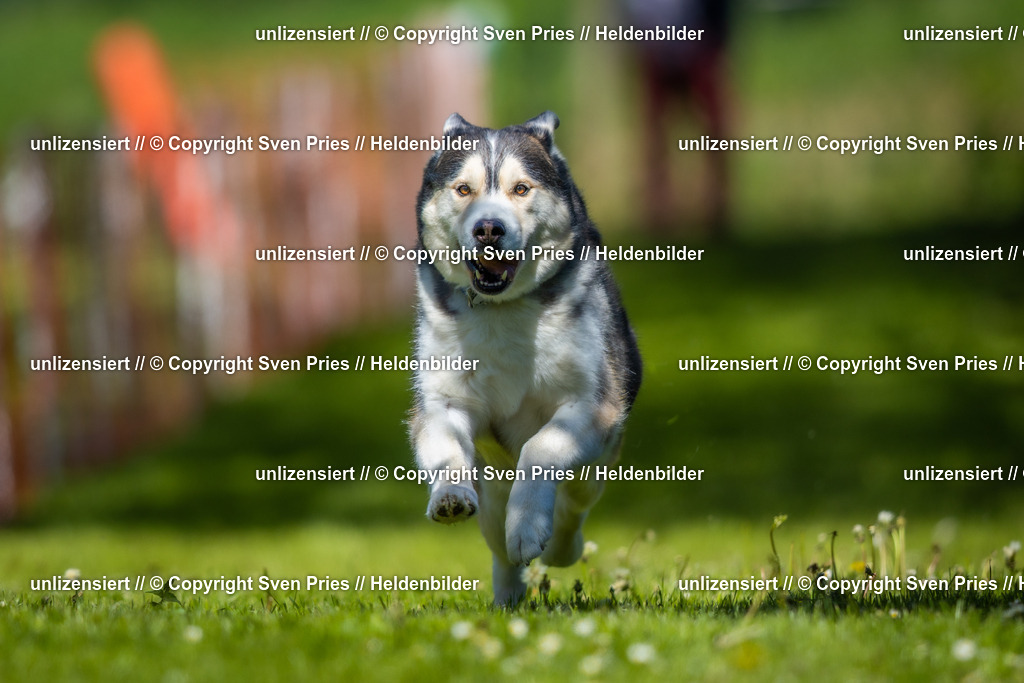 Hunderennen_April_2026_306 | 2026-04-26 - Hunderennen Baden-Oos April 2026 - Realisiert mit Pictrs.com