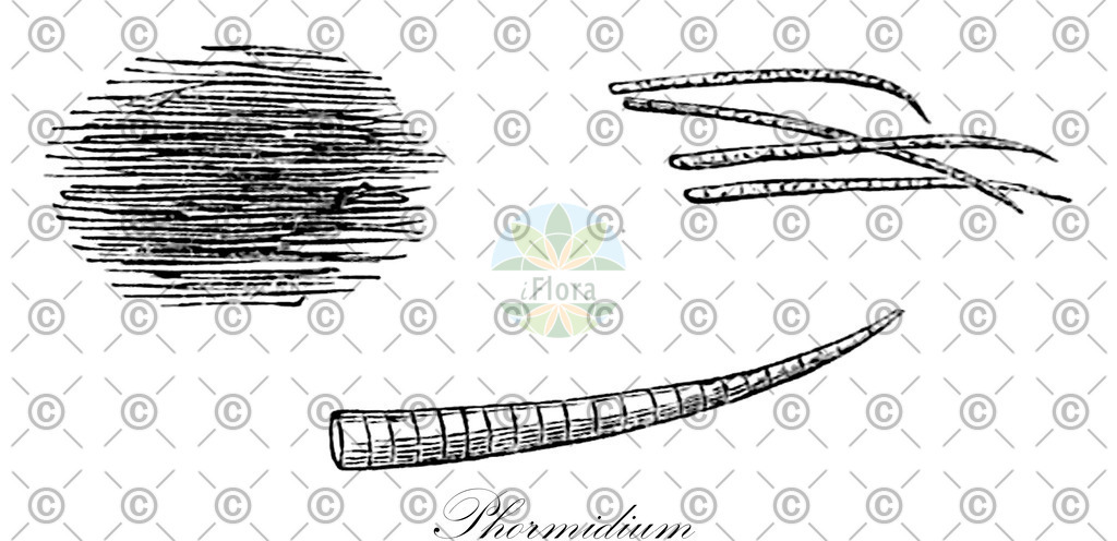 HistAbb_wfo-0000999869_1_ENZY_Simple | Historische Abbildung von Phormidium - Oscillatoriaceae (0) | Historical Illustration of Phormidium - Oscillatoriaceae (0)