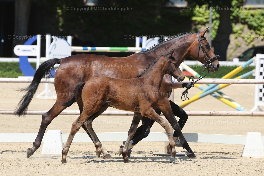 FohlenFotot.Warendorf20.06.26MCTierf.9C8A9290B | Pferdefotos online bestellen - Realisiert mit Pictrs.com