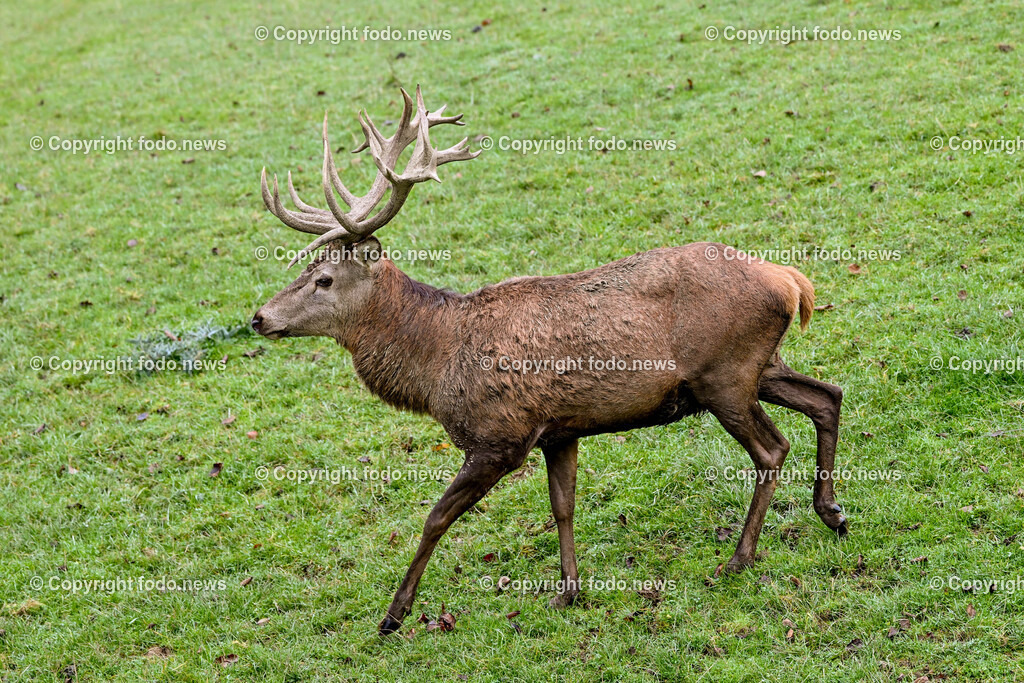 Hirsch_ 03.11.2024-12 | 03.11.2024, Windischgarsten, AUT, Tiere im Bild Hirsch, Rothirsch, Wildtier, Waldbewohner Der Rothirsch (Cervus elaphus) ist eine Art der Echten Hirsche. In der Jaegersprache spricht man vom Rotwild. Wie bei den meisten anderen Vertretern der Hirsche bildet nur das maennliche Tier jaehrlich ein Geweih aus. Im mitteleuropaeischen Raum ist der Rothirsch eines der groeßten freilebenden Wildtiere und kommt hier fast nur noch in Waldbiotopen vor. Urspruenglich war er Bewohner offener und halboffener Landschaften. Rothirsche sind in mehreren Unterarten in Eurasien verbreitet. Quelle: Wikipedia