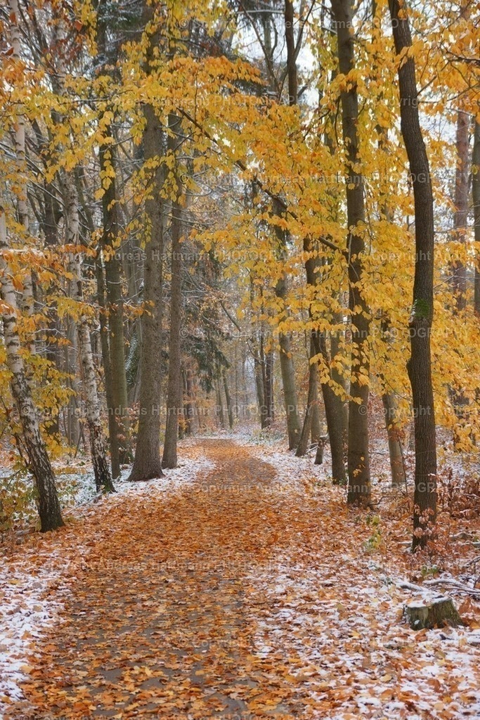 Herbststimmung auf dem Radweg | Herbststimmung auf dem Radweg - Realisiert mit Pictrs.com