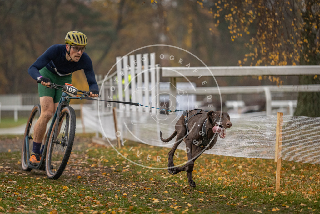 CaniXpix_DV3A7450 | Hundefotografie, Tierfotograf, Pfotenfotografie, Fotoshooting Hund, Hunde Portrait, Hundesport, Hundeportraits, Heideshooting, Hunde, Sportfotograf, Hundefotograf, Turnierhundsport, THS,  - Realisiert mit Pictrs.com