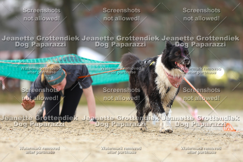 Dog Paparazzi - Strongdog North Mrz26-4335 | Dog Paparazzi Jeanette Grottendiek Fotografie & Videografie - Realisiert mit Pictrs.com