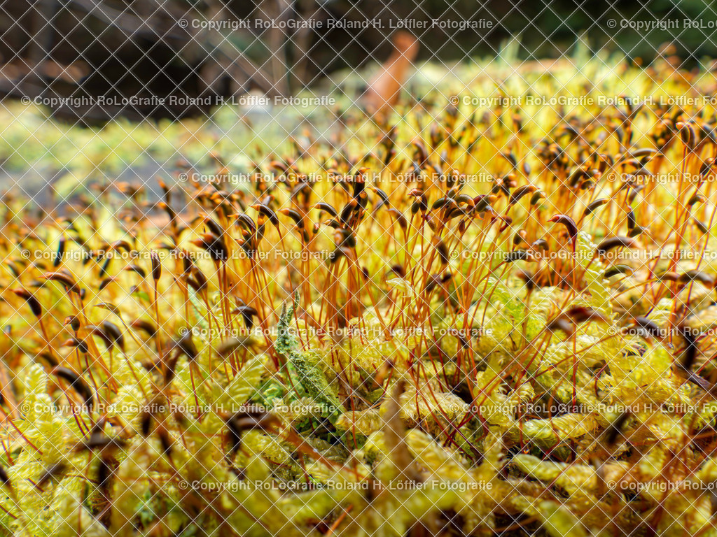 Moos mit roten Sporenkapseln | Moos mit roten Sporenkapseln - Realisiert mit Pictrs.com