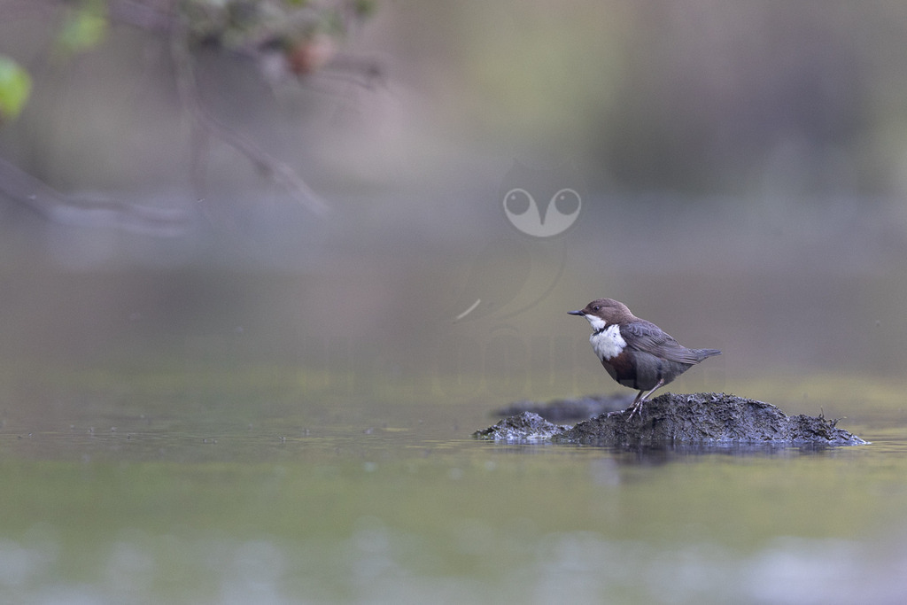 R5NF0610_20240501 | Die Wasseramsel oder Eurasische Wasseramsel ist die einzige auch in Mitteleuropa vorkommende Vertreterin der Familie der Wasseramseln. Der etwa starengroße, rundlich wirkende Singvogel ist eng an das Leben entlang schnellfließender, klarer Gewässer gebunden. - Realisiert mit Pictrs.com