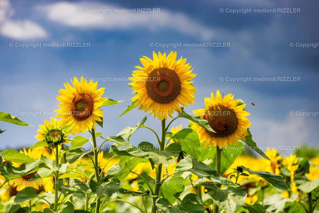 _J3A5518 | medienkrizzler - Realisiert mit Pictrs.com