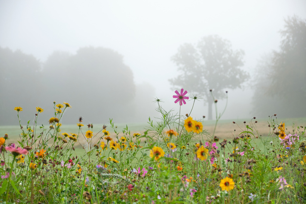 DSCF8757 | Entdecken Sie hochwertige Fotoprodukte für Ihr Zuhause, Büro oder als besonderes Geschenk.rpixel.de bietet Ihnen exklusive Fotografien aus den Bereichen Natur, Landschaft und Motiven vom Meer.Einfach direkt im Online-Shop bestellen. - Realisiert mit Pictrs.com