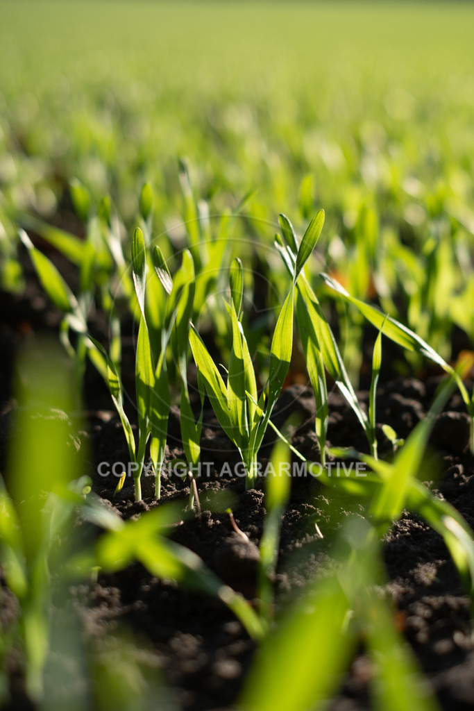 20221018-_DSF9421 | Heranwachsender Winterweizen im Herbst - Realisiert mit Pictrs.com