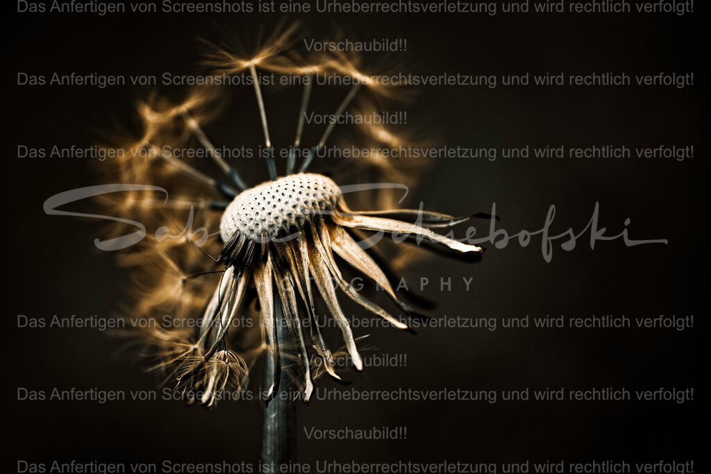 Pusteblume | People- und Tierfotografie, Imageaufnahmen, Veranstaltungsfotografie und Wandbilder aus der Natur ★ Made in Germany ✔️ Druck + Downloads ✔️ Naturfotografie in Top Qualität ★ schneller Versand, weltweite Lieferung! - Realisiert mit Pictrs.com