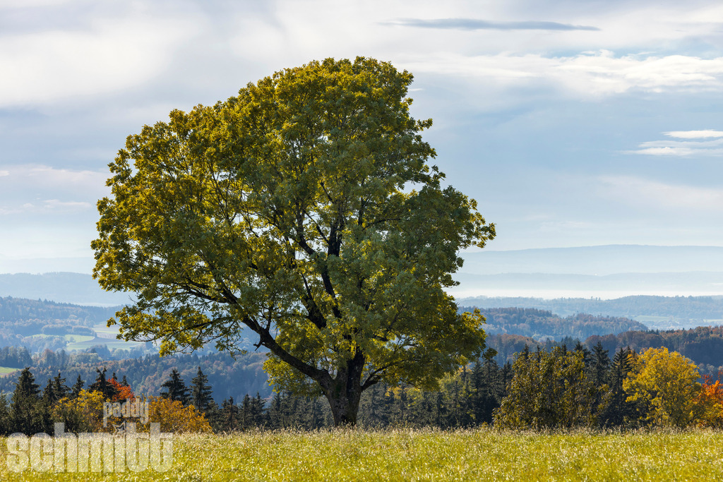 Grüner saftiger Baum vor Bergkulisse am Bodensee | Ein sattgrüner, saftiger Baum steht im Mittelpunkt und hebt sich eindrucksvoll vor der weiten Bergkulisse am Bodensee ab. Das frische Grün der Natur und die majestätischen Berge verbinden sich zu einer harmonischen Landschaftsaufnahme voller Ruhe und Tiefe. - Realisiert mit Pictrs.com
