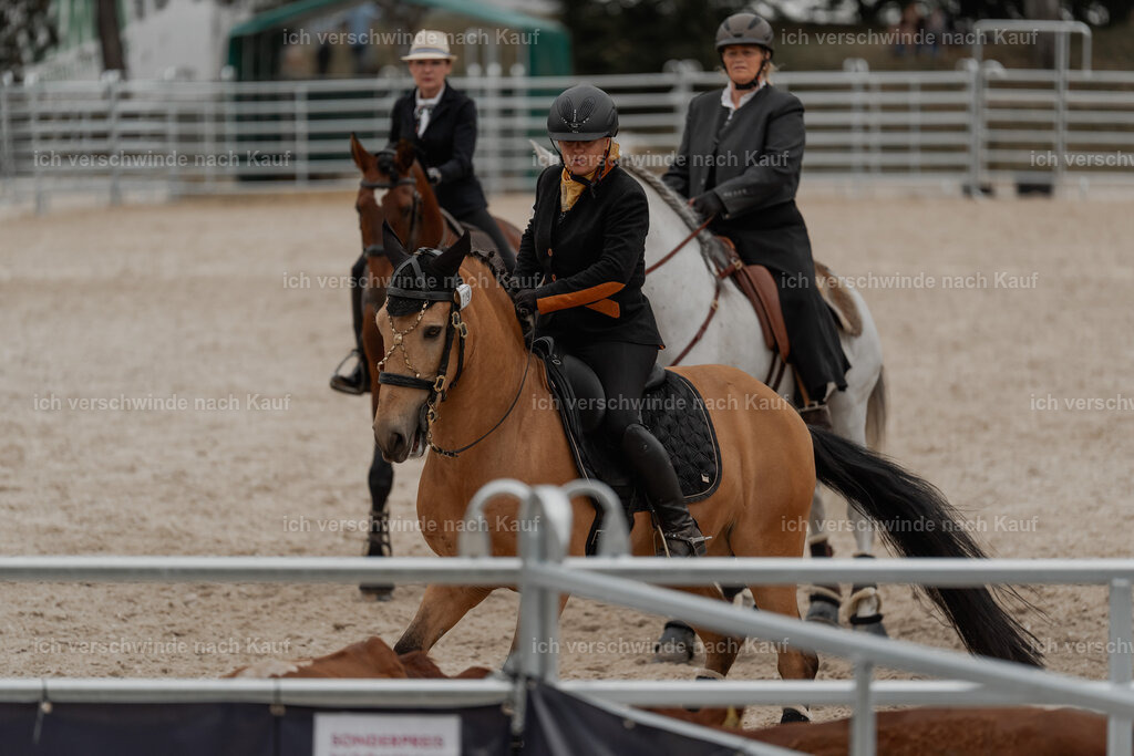 WE__Stoib_Rinder_PI2025_3144 | Pferd International München 2025