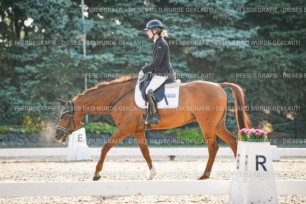 DSC08118 | Pferdegrafie