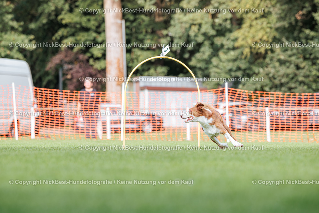 BSP Hoopers-H3-2026-Nickbest-Hundefotografie-TuS Komet Arsten e.V.--7 | Dein Hund! Dein Moment! Deine Erinnerungen! Hundefotografie in Bremen Blumenthal. Ich fange die besonderen Momente deines Vierbeiners ein – ob Indoor mit Blitzanlage oder in der freien Natur. Sicher dir dein Moment und dein Termin für eure Erinnerungen.