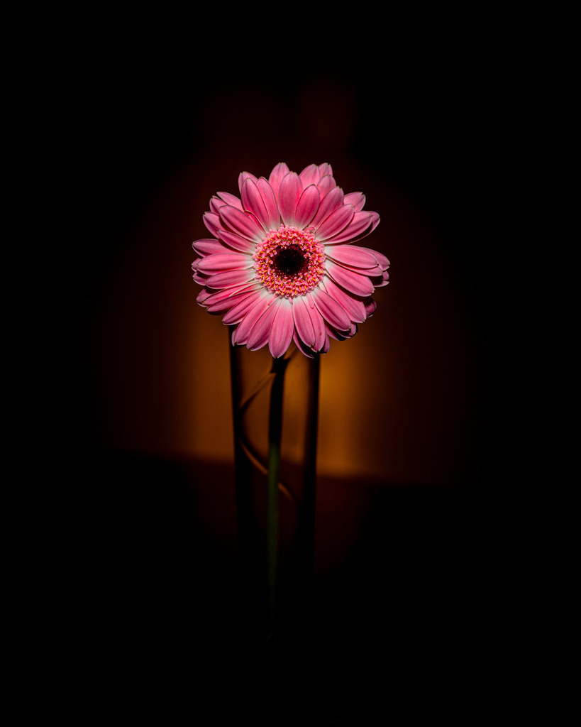 _DSC0246-2 | renerovisanfotoart.com