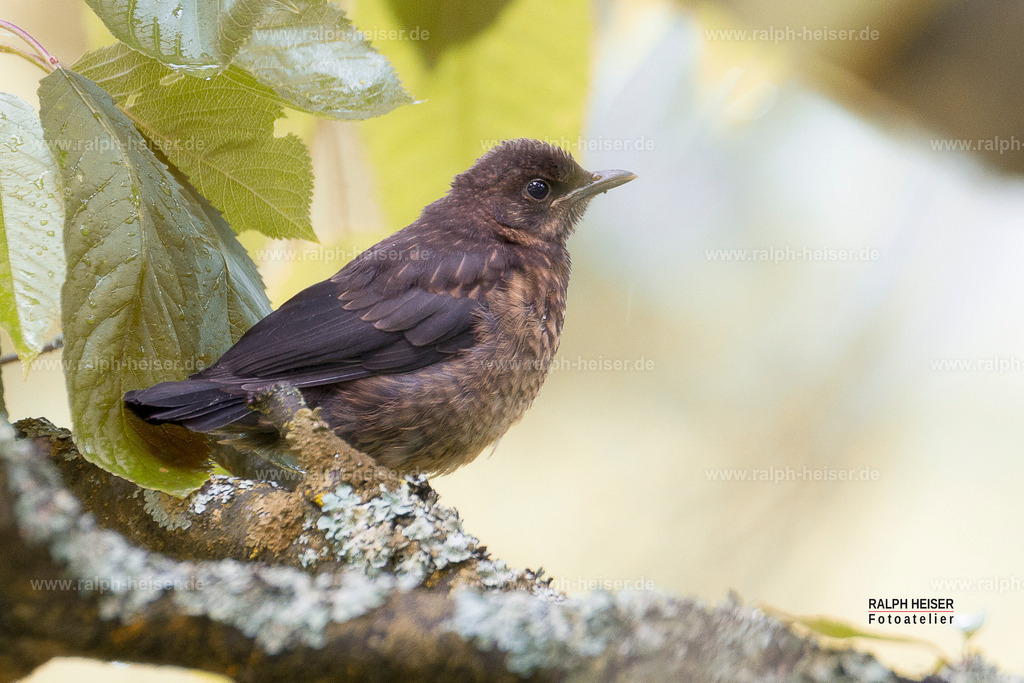 _MG_2626_01 | Wandbilder, Bilder, Fotograf in Marburg, Tierbilder, Wandfotos, Bilder Shop, Günstige Bilder, Schwarz-Weiß Bilder, Ralph Heiser