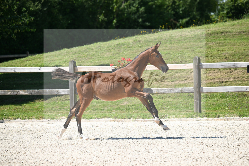 Kat-Nr. 14 Cullinan du Borget B x Vingino_HF_Kinnigkeit_24250390 | hf-fotografie - Realisiert mit Pictrs.com
