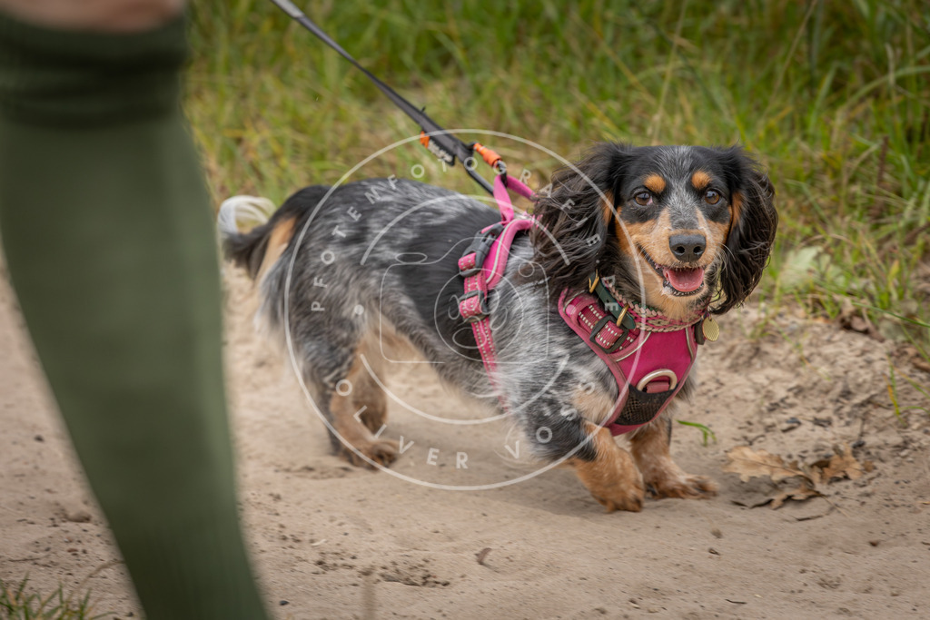Pfotenfotografie_DV3A6129 | Hundefotografie, Tierfotograf, Pfotenfotografie, Fotoshooting Hund, Hunde Portrait, Hundesport, Hundeportraits, Heideshooting, Hunde, Sportfotograf, Hundefotograf, Turnierhundsport, THS,  - Realisiert mit Pictrs.com