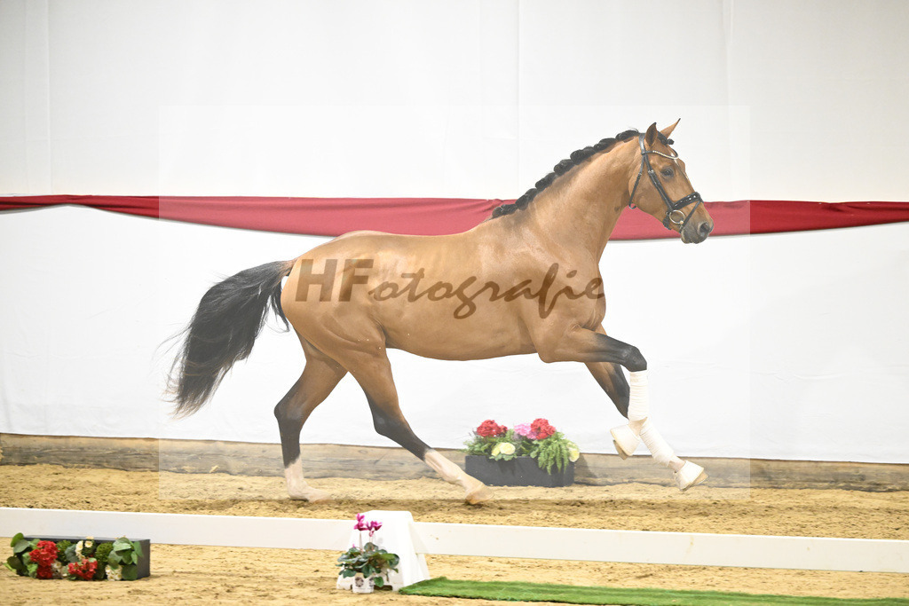 Kat-Nr. 54 v. Vaderland_Rakelbusch_63221579 | hf-fotografie - Realizzato con Pictrs.com