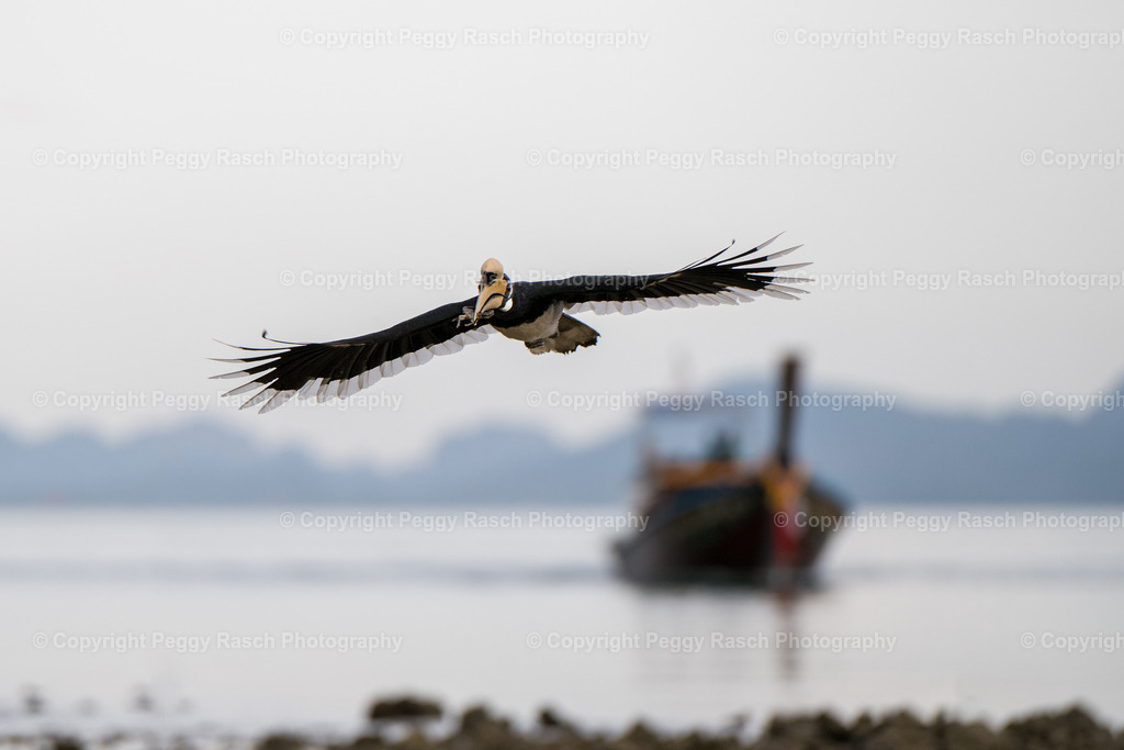 Thailand_Hornbills_2025 (33) | PeggyRaschPhotography - Realisiert mit Pictrs.com