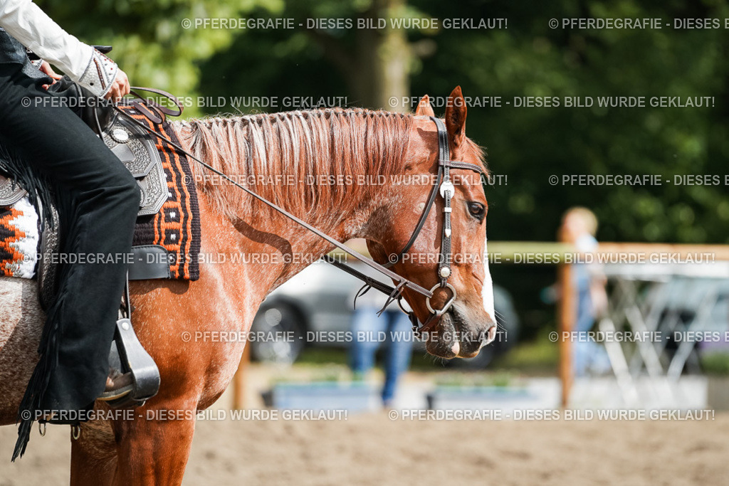 DSC04377 | Pferdegrafie