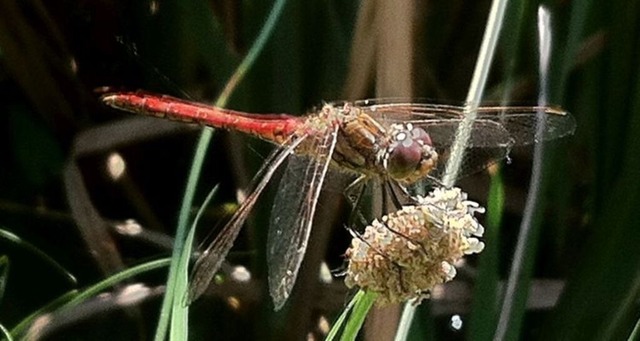 libelle | Verkauf von Fotos und  Videoclips zumThema Natur.Motive sind Pflanzen, Tiere, Landschaftenund Wetter - Realisiert mit Pictrs.com
