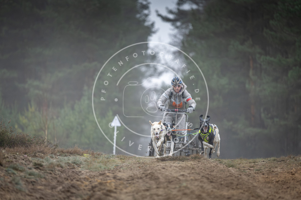 Pfotenfotografie_DV3A0411 | Hundefotografie, Tierfotograf, Pfotenfotografie, Fotoshooting Hund, Hunde Portrait, Hundesport, Hundeportraits, Heideshooting, Hunde, Sportfotograf, Hundefotograf, Turnierhundsport, THS,  - Realisiert mit Pictrs.com