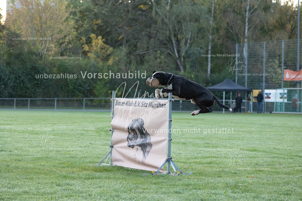 _16A5745 | Einzigartige Fotos von Hunden & Menschen –Actionfotos, Portraits, Vereinsaufnahmen & Paarshootings – authentisch, lebendig & mit Herz.