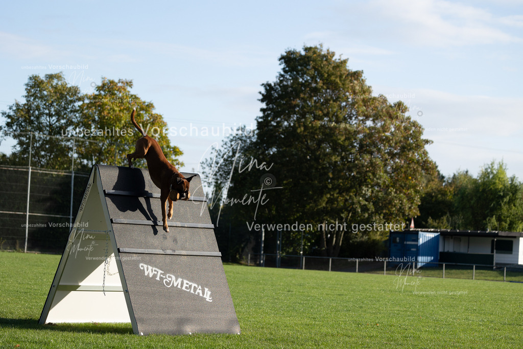 _16A6257 | Einzigartige Fotos von Hunden & Menschen –Actionfotos, Portraits, Vereinsaufnahmen & Paarshootings – authentisch, lebendig & mit Herz.