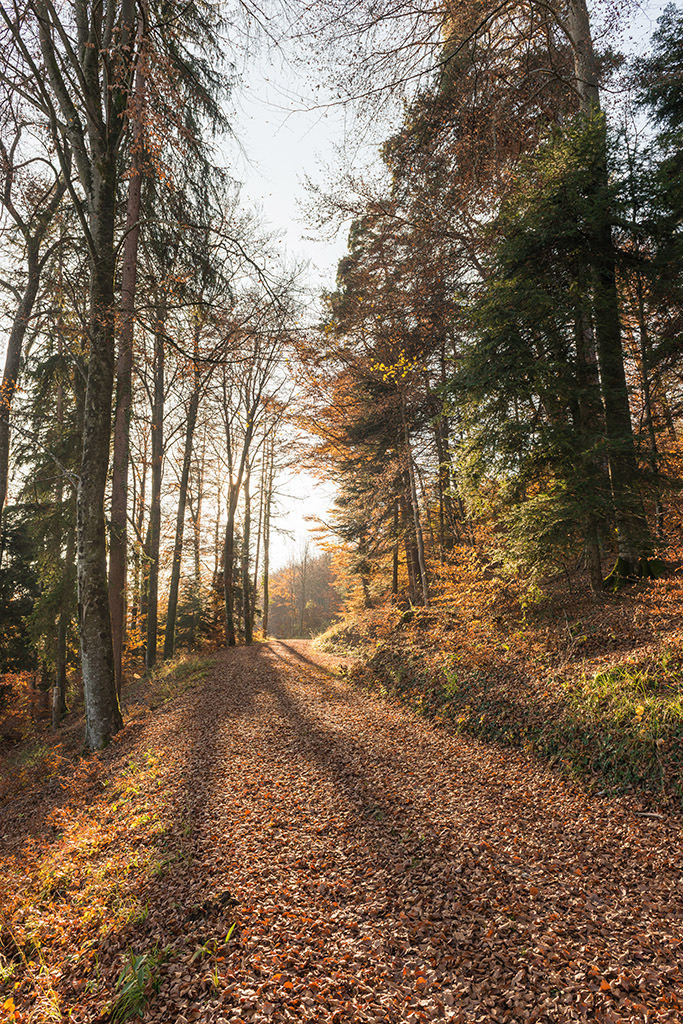 Waldweg mit Laub | im Herbst. - Realisiert mit Pictrs.com