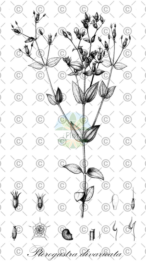 HistAbb_wfo-0001171491_1_ENZY_Simple | Historische Abbildung von Pterogastra divaricata - Melastomataceae | Historical Illustration of Pterogastra divaricata - Melastomataceae