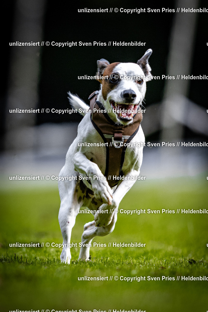 Sven Pries | 2025-10-03 - Hunderennen Obergrombach - Realisiert mit Pictrs.com