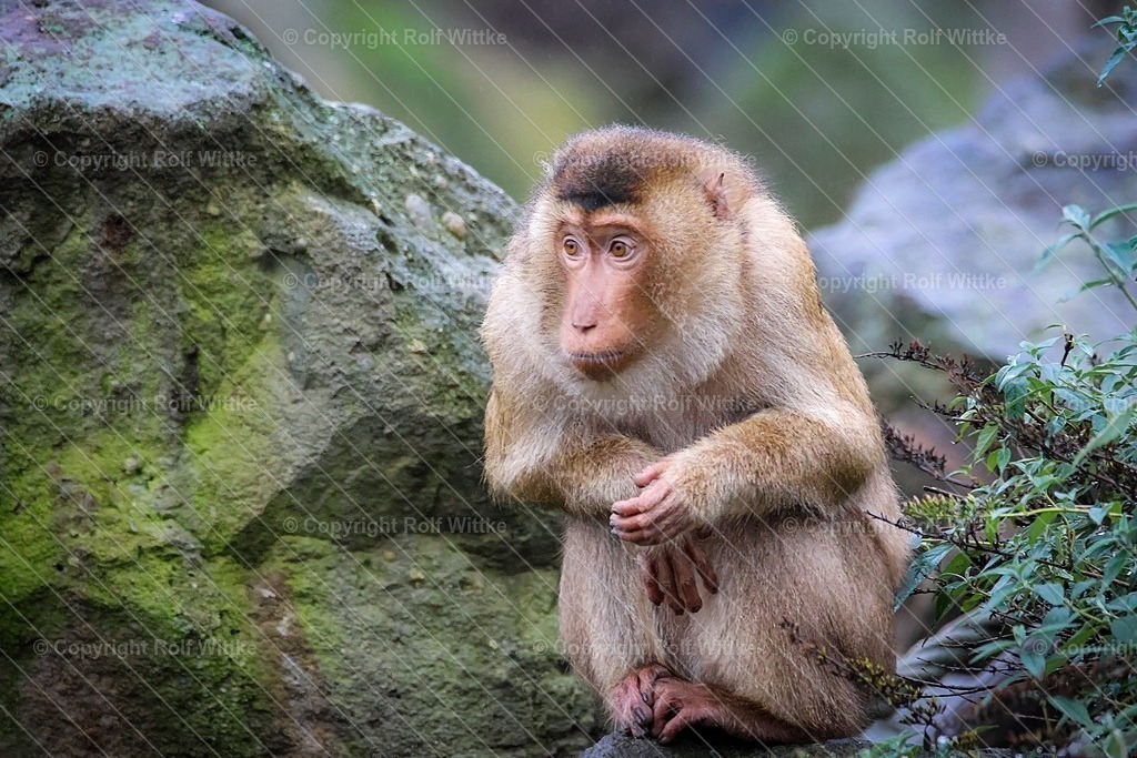 äffchen | einsames kleines Äffchen zum knuddeln - Realisiert mit Pictrs.com