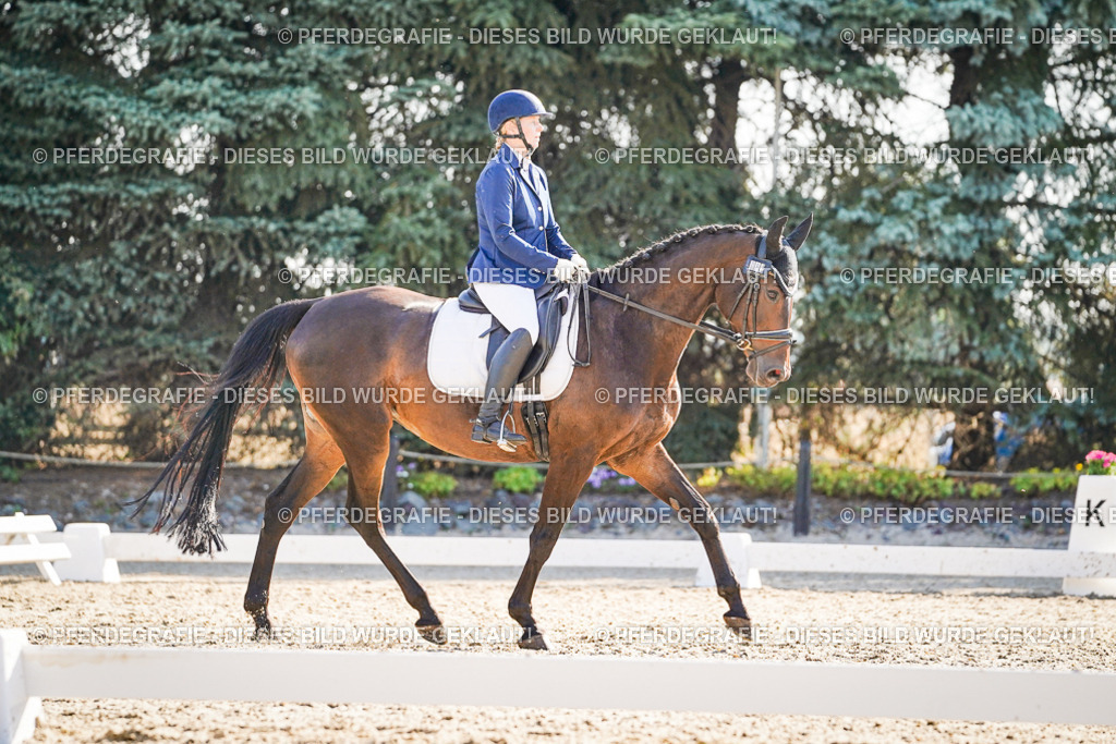 DSC09264 | Pferdegrafie