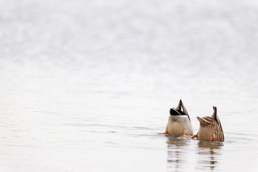 Stockenten | Synchron-Gründeln - Realisiert mit Pictrs.com