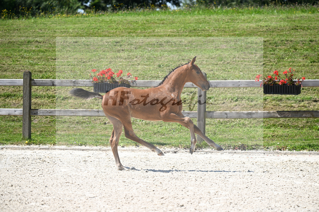 Kat-Nr. 34 Veneno x Pacelli W_HF_Kroiss_24250439 | hf-fotografie - Realizzato con Pictrs.com