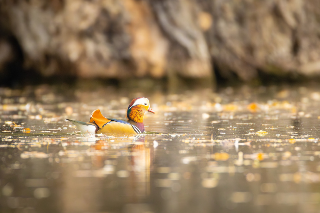 Die Mandarinente | Die Mandarinente ist eine Art aus der Familie der Entenvögel, die ursprünglich in Ostasien beheimatet ist. Ihr natürliches Verbreitungsgebiet erstreckt sich über Teile Nordostchinas, das Amurgebiet und Japan.
In Europa ist die Mandarinente keine einheimische Art. Sie wurde bereits im 18. Jahrhundert als Ziervogel eingeführt und primär in Parkanlagen gehalten. Die heute in vielen europäischen Ländern, darunter Großbritannien, Deutschland und den Niederlanden, freilebenden Populationen gehen auf entflogene Vögel aus Gefangenschaftshaltung zurück. Diese als Neozoen bezeichneten Populationen haben sich erfolgreich etabliert und sind aufgrund ihrer Kälteunempfindlichkeit und Ortstreue vielerorts ganzjährig zu beobachten. - Realisiert mit Pictrs.com