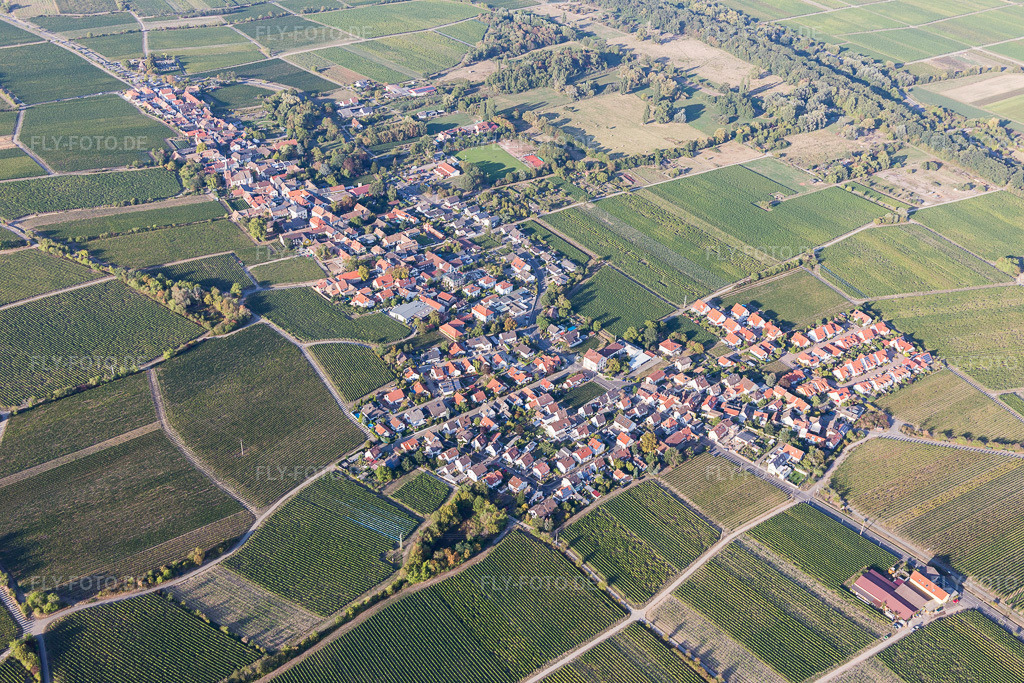 Luftbild: weinwirtschaftlichen Feldern und Nutzflächen in Forst an der Weinstraße im Bundesland Rheinland-Pfalz in Deutschland. Foto: IMG_111814.jpg vom 16.09.2018 durch Werner Riehm/FLY-FOTO.de