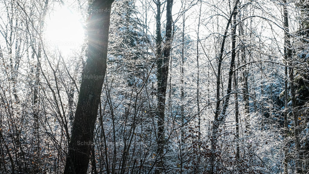 winterwald | Winterwald mit Sonne - Realisiert mit Pictrs.com