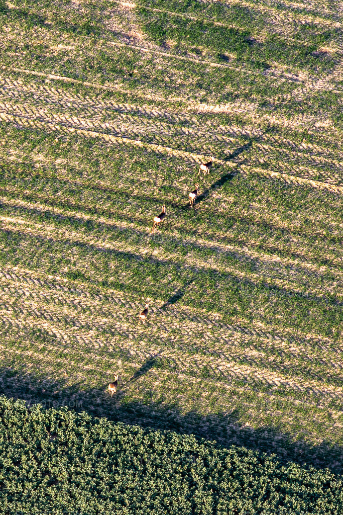 Aerial view: Wild in the field in Niederlauterbach in the state Bas-Rhin, France.Photo: IMG_130981.jpg taken on 03/22/2022 by Werner Riehm/FLY-FOTO.comResolution of the original: 1480 x 2220 px